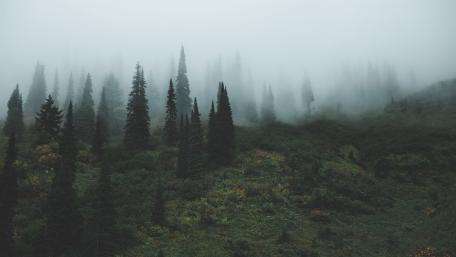 Misty Forest Serenity Awaits Anywhere You Stare wallpaper