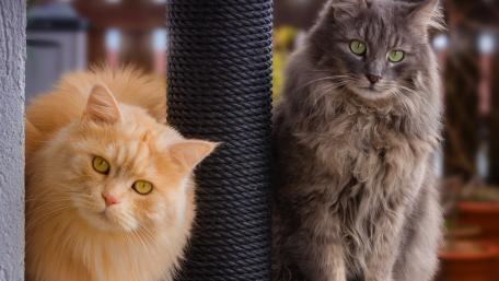 Feline Companions in a Quiet Corner wallpaper