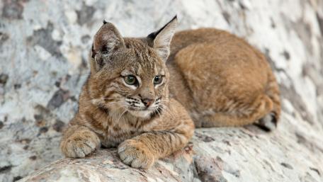 Restful Bobcat in its Natural Habitat wallpaper