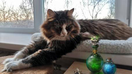 Cozy Cat by the Window wallpaper