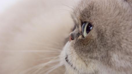 Gentle Feline Beauty in Close-Up wallpaper