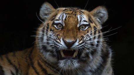 Majestic Tiger in the Shadows wallpaper