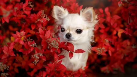 Charming Chihuahua Among Autumn Leaves wallpaper
