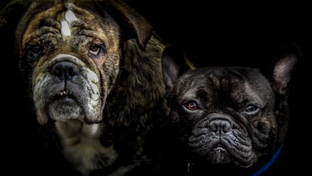 Canine Companions in Contrast wallpaper