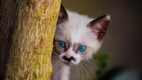 Peekaboo Kitten in Nature wallpaper