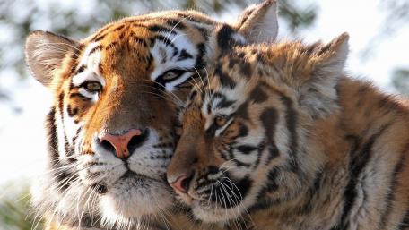 Tiger Embrace in the Wild wallpaper