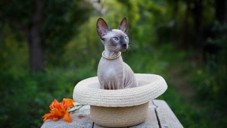 Elegant Sphinx Cat in a Summer Hat wallpaper