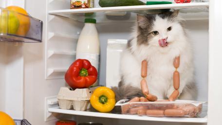 Furry Fridge Bandit Caught in the Act wallpaper
