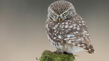 Majestic Owl Perched in Serenity wallpaper