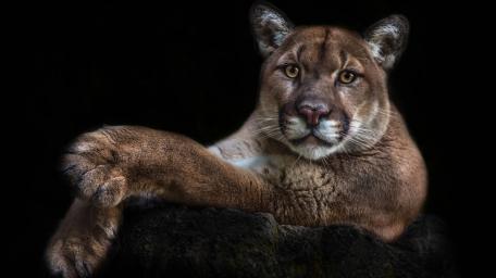 Majestic Cougar In Repose wallpaper