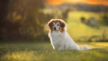 Serene Dog in Golden Sunset Light wallpaper