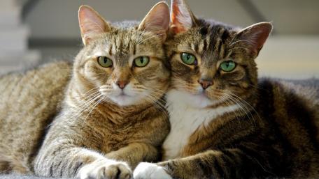 Twin Feline Elegance Embrace wallpaper