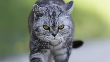 Prowling Feline Elegance wallpaper