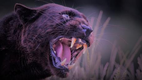 Majestic Black Panther's Roar wallpaper