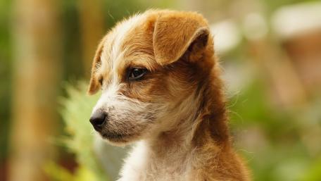 Pensive Puppy in Natural Surroundings wallpaper
