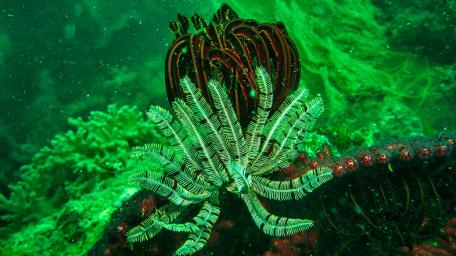 Under water sea life wallpaper