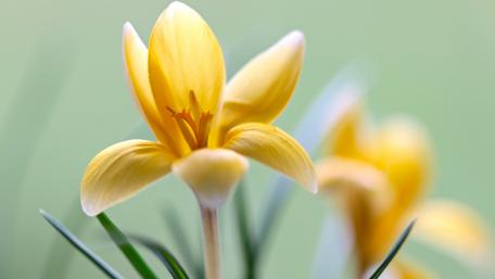 Golden Snow Crocus in Bloom wallpaper