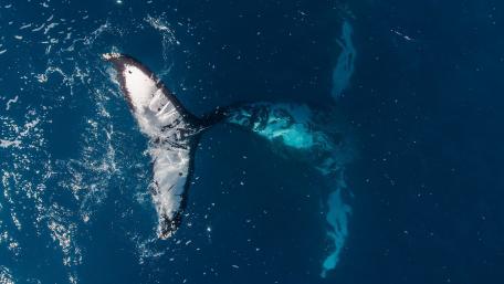 Majestic Whale Tail Above Ocean Depths wallpaper