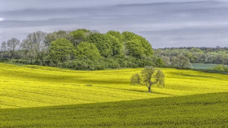 Lone Tree in Blooming Yellow Field wallpaper