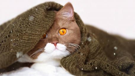 Cozy Winter Feline Embrace wallpaper
