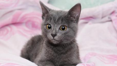 Adorable Grey Kitten Relaxing on Soft Blanket wallpaper