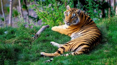 Majestic Tiger Lounging in Greenery wallpaper