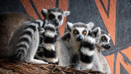 Lemur Gathering in Repose wallpaper