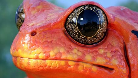Vibrant Amphibian Gaze wallpaper
