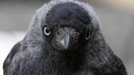Majestic Western jackdaw Close-Up Gaze wallpaper