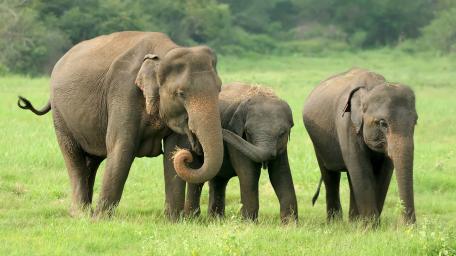 Gentle Giants in Serene Grassland wallpaper