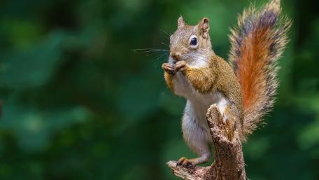Squirrel's Snack Time in the Forest wallpaper