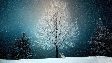 Winter Wonderland Serenity wallpaper