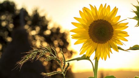 Golden Hour Bloom wallpaper