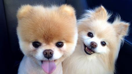Adorable Duo of Fluffy Pomeranians wallpaper