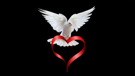 Miracle Love bird wallpaper