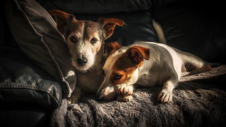 Jack Russell Terrier friends wallpaper