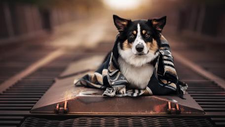 Cozy Companion on the Tracks wallpaper