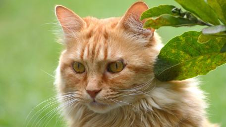 Whiskered Gaze in Green Foliage wallpaper