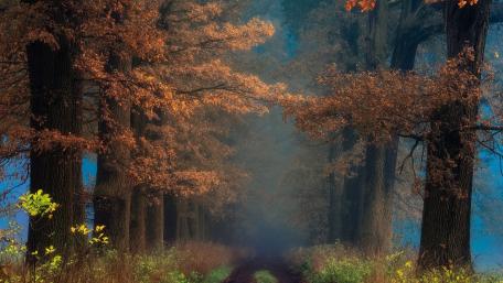 Misty Autumn Serenity wallpaper