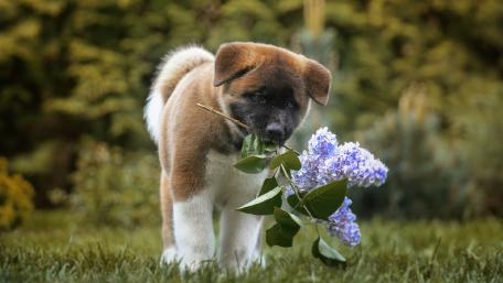American Akita Puppy in Springtime Blossoms wallpaper