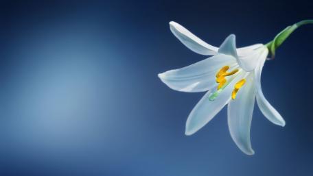 Madonna Lily in Bloom wallpaper