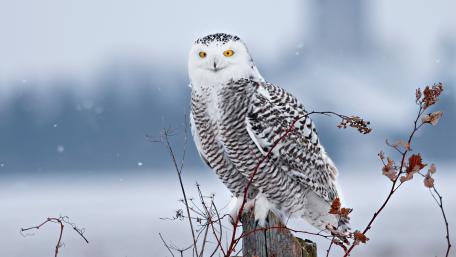 Majestic Snowy Owl in Winter Wonderland wallpaper