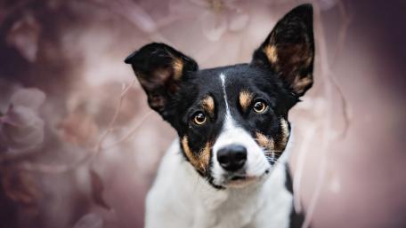 Loyal Companion Amidst Blossoms wallpaper