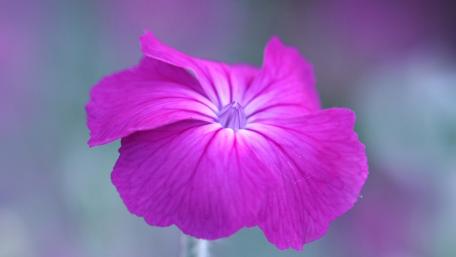 Vibrant Magenta Lychnis Bloom Graces the Screen wallpaper