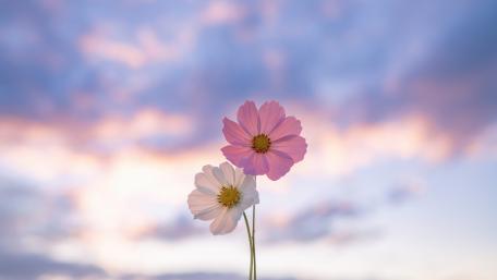 Serene Cosmos Blooms at Dusk wallpaper
