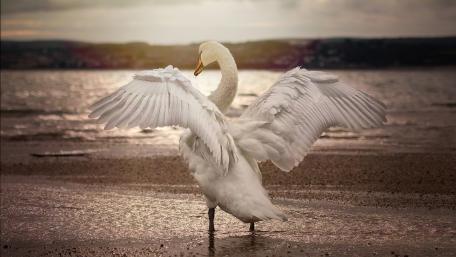 Majestic Swan Spreads Its Wings at Sunset wallpaper