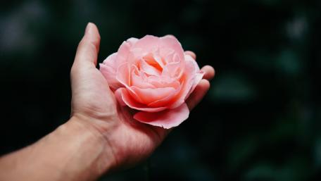 Gentle Embrace of a Blooming Rose wallpaper
