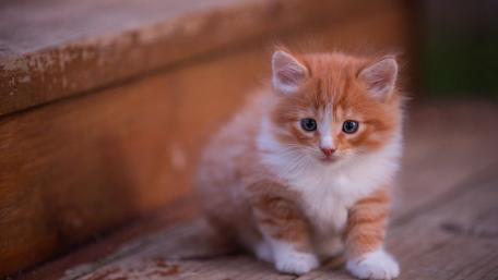 Ginger Kitten's Soft Gaze wallpaper