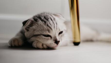 Scottish Fold Kitten in Repose wallpaper