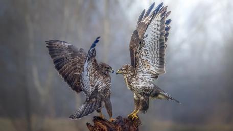 Majestic Birds of Prey Displaying Dominance wallpaper
